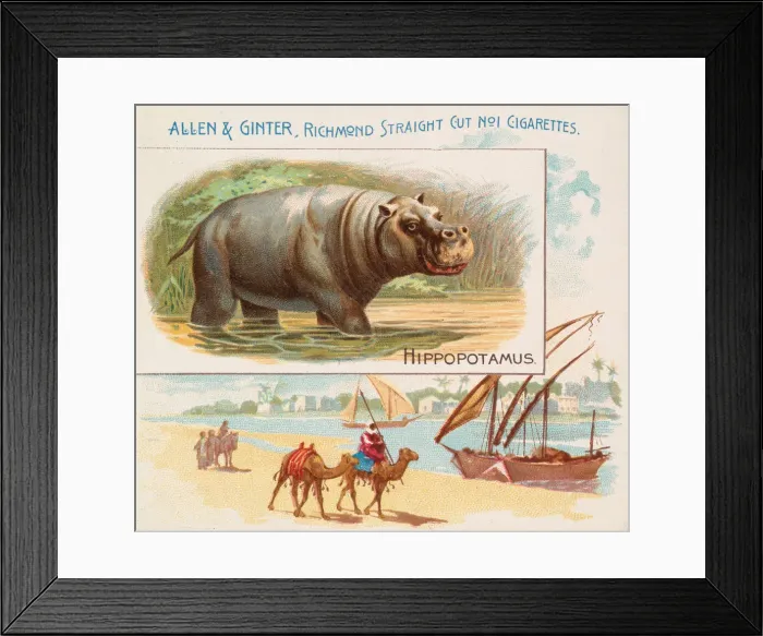 Framed Print : Hippopotamus, from Quadrupeds series (N41) for Allen & Ginter Cigarettes, 1890 Framed Print : Hippopotamus, from Quadrupeds series (N41) for Allen & Ginter Cigarettes, 1890
