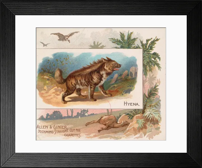 Framed Print : Hyena, from Quadrupeds series (N41) for Allen & Ginter Cigarettes, 1890 Framed Print : Hyena, from Quadrupeds series (N41) for Allen & Ginter Cigarettes, 1890