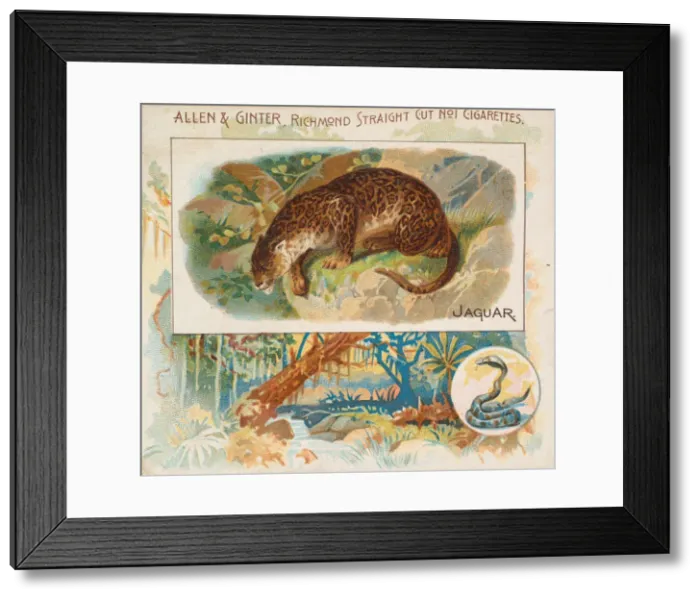 Framed Print : Jaguar, from Quadrupeds series (N41) for Allen & Ginter Cigarettes, 1890 Framed Print : Jaguar, from Quadrupeds series (N41) for Allen & Ginter Cigarettes, 1890