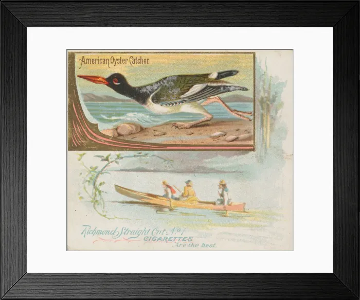 Framed Print : American Oyster Catcher, from the Game Birds series (N40) for Allen & Framed Print : American Oyster Catcher, from the Game Birds series (N40) for Allen &