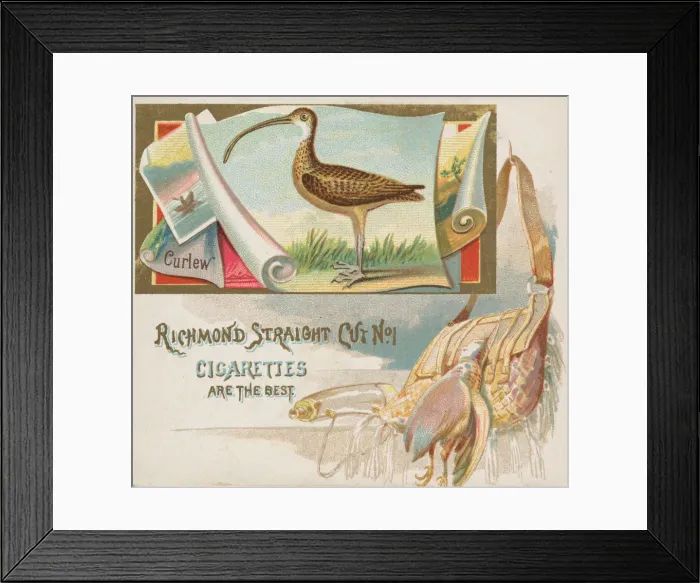 Framed Print : Curlew, from the Game Birds series (N40) for Allen & Ginter Cigarettes, 1888-90 Framed Print : Curlew, from the Game Birds series (N40) for Allen & Ginter Cigarettes, 1888-90