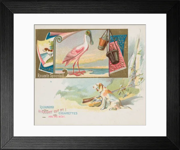 Framed Print : Roseate Spoonbill, from the Game Birds series (N40) for Allen & Ginter Cigarettes Framed Print : Roseate Spoonbill, from the Game Birds series (N40) for Allen & Ginter Cigarettes