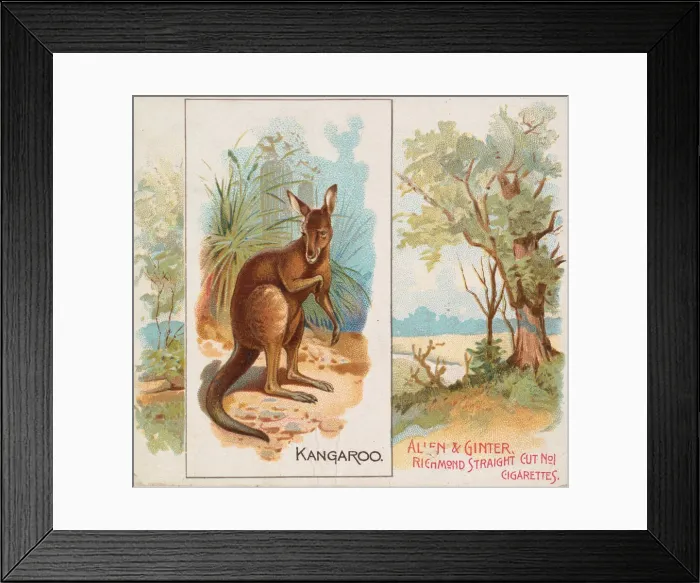 Framed Print : Kangaroo, from Quadrupeds series (N41) for Allen & Ginter Cigarettes, 1890 Framed Print : Kangaroo, from Quadrupeds series (N41) for Allen & Ginter Cigarettes, 1890