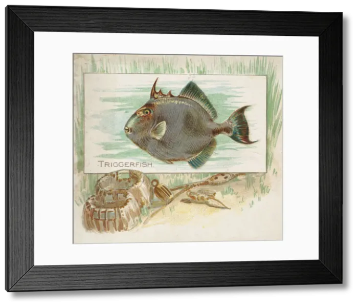 Framed Print : Triggerfish, from Fish from American Waters series (N39) for Allen & Framed Print : Triggerfish, from Fish from American Waters series (N39) for Allen &