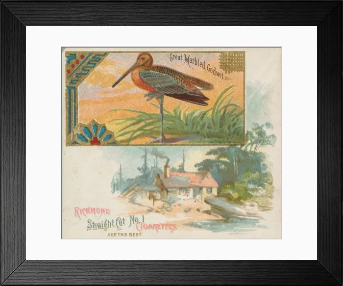 Framed Print : Great Marbled Godwit, from the Game Birds series (N40) for Allen & Ginter Cigarettes Framed Print : Great Marbled Godwit, from the Game Birds series (N40) for Allen & Ginter Cigarettes