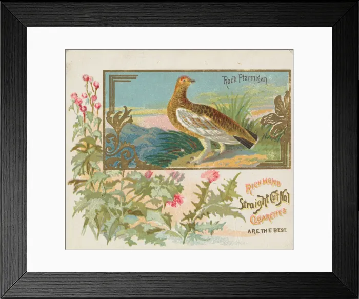 Framed Print : Rock Ptarmigan, from the Game Birds series (N40) for Allen & Ginter Cigarettes Framed Print : Rock Ptarmigan, from the Game Birds series (N40) for Allen & Ginter Cigarettes