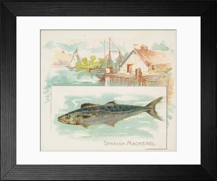 Framed Print : Spanish Mackerel, from Fish from American Waters series (N39) for Allen & Framed Print : Spanish Mackerel, from Fish from American Waters series (N39) for Allen &