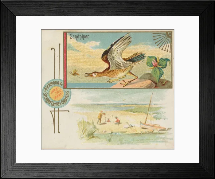 Framed Print : Sandpiper, from the Game Birds series (N40) for Allen & Ginter Cigarettes, 1888-90 Framed Print : Sandpiper, from the Game Birds series (N40) for Allen & Ginter Cigarettes, 1888-90