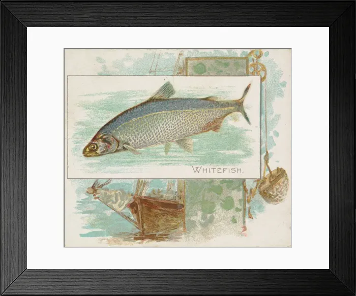 Framed Print : Whitefish, from Fish from American Waters series (N39) for Allen & Ginter Cigarettes Framed Print : Whitefish, from Fish from American Waters series (N39) for Allen & Ginter Cigarettes