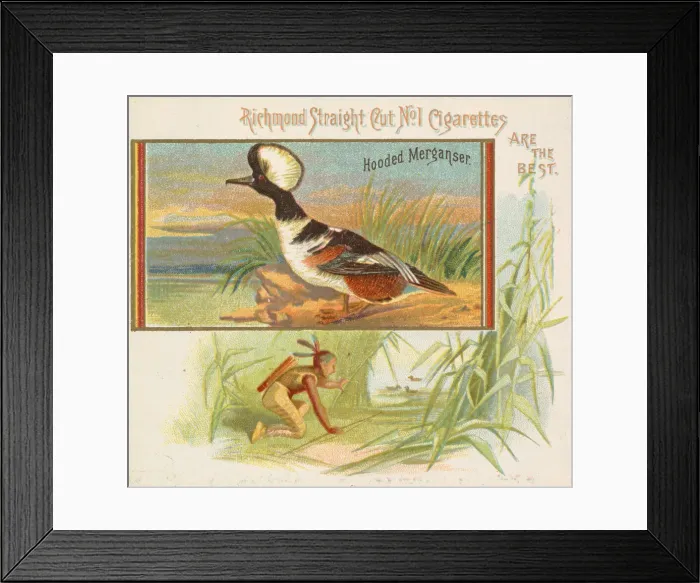 Framed Print : Hooded Merganser, from the Game Birds series (N40) for Allen & Ginter Cigarettes Framed Print : Hooded Merganser, from the Game Birds series (N40) for Allen & Ginter Cigarettes