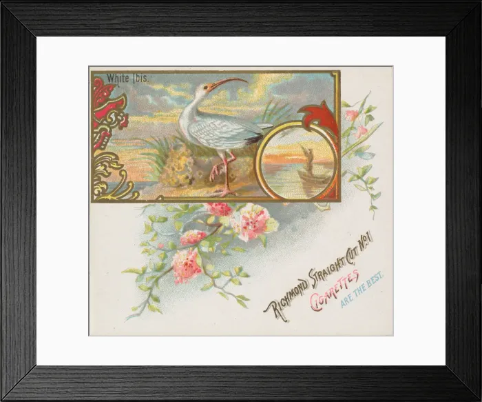 Framed Print : White Ibis, from the Game Birds series (N40) for Allen & Ginter Cigarettes, 1888-90 Framed Print : White Ibis, from the Game Birds series (N40) for Allen & Ginter Cigarettes, 1888-90