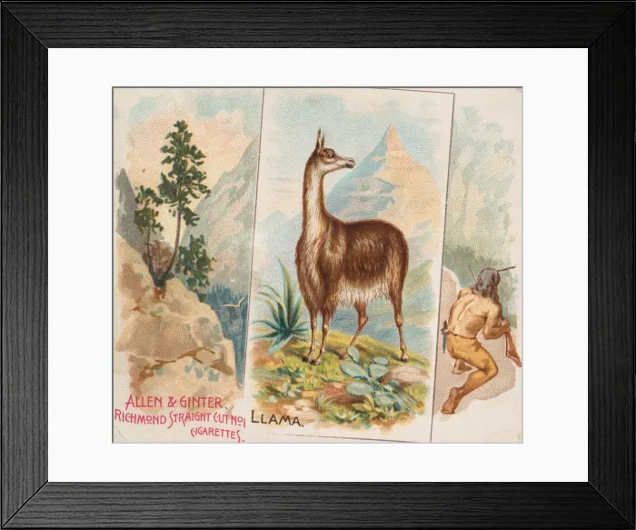 Framed Print : Llama, from Quadrupeds series (N41) for Allen & Ginter Cigarettes, 1890 Framed Print : Llama, from Quadrupeds series (N41) for Allen & Ginter Cigarettes, 1890