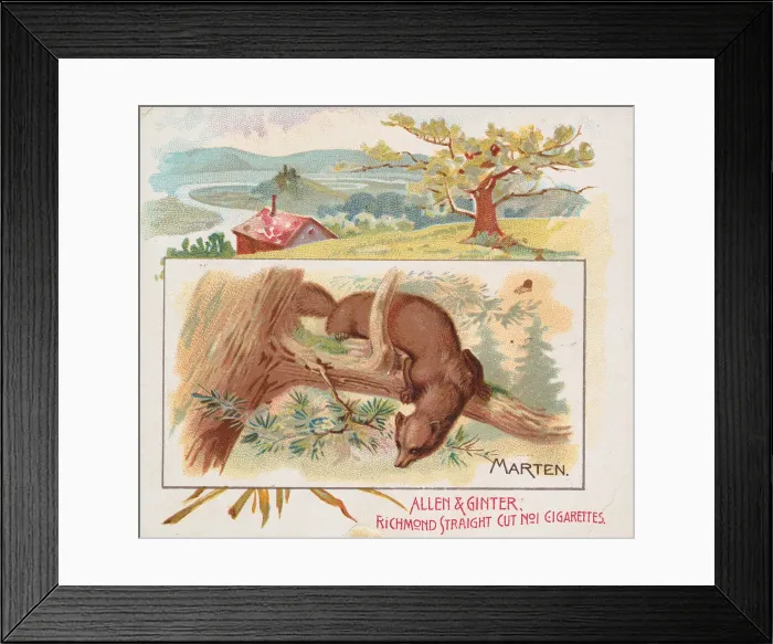 Framed Print : Marten, from Quadrupeds series (N41) for Allen & Ginter Cigarettes, 1890 Framed Print : Marten, from Quadrupeds series (N41) for Allen & Ginter Cigarettes, 1890