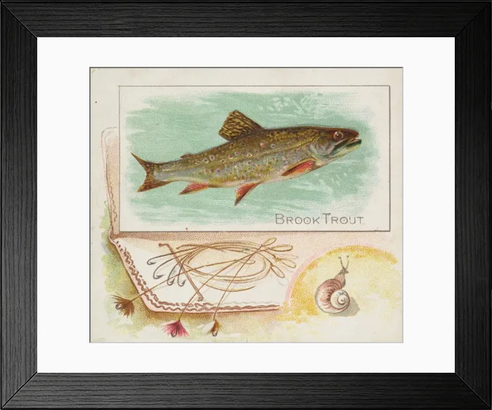 Framed Print : Brook Trout, from Fish from American Waters series (N39) for Allen & Framed Print : Brook Trout, from Fish from American Waters series (N39) for Allen &