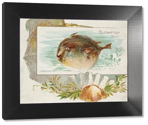 Blowfish, from Fish from American Waters series (N39) for Allen & Ginter Cigarettes