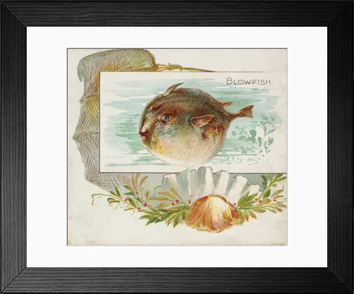 Framed Print : Blowfish, from Fish from American Waters series (N39) for Allen & Ginter Cigarettes Framed Print : Blowfish, from Fish from American Waters series (N39) for Allen & Ginter Cigarettes