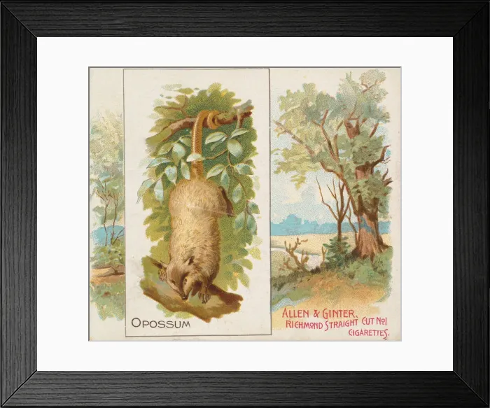 Framed Print : Opossum, from Quadrupeds series (N41) for Allen & Ginter Cigarettes, 1890 Framed Print : Opossum, from Quadrupeds series (N41) for Allen & Ginter Cigarettes, 1890