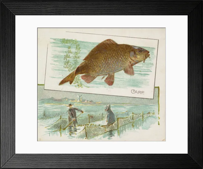 Framed Print : Carp, from Fish from American Waters series (N39) for Allen & Ginter Cigarettes, 1889 Framed Print : Carp, from Fish from American Waters series (N39) for Allen & Ginter Cigarettes, 1889