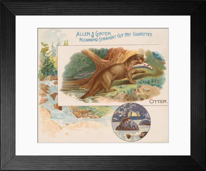 Framed Print : Otter, from Quadrupeds series (N41) for Allen & Ginter Cigarettes, 1890 Framed Print : Otter, from Quadrupeds series (N41) for Allen & Ginter Cigarettes, 1890