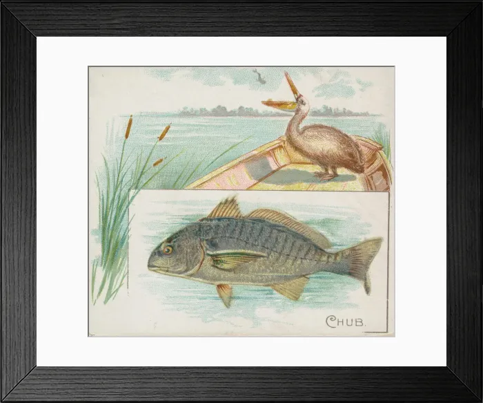 Framed Print : Chub, from Fish from American Waters series (N39) for Allen & Ginter Cigarettes, 1889 Framed Print : Chub, from Fish from American Waters series (N39) for Allen & Ginter Cigarettes, 1889