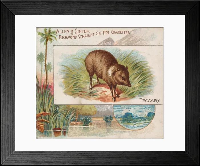 Framed Print : Peccary, from Quadrupeds series (N41) for Allen & Ginter Cigarettes, 1890 Framed Print : Peccary, from Quadrupeds series (N41) for Allen & Ginter Cigarettes, 1890