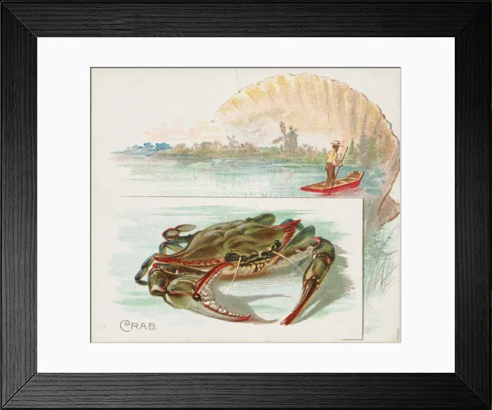 Framed Print : Crab, from Fish from American Waters series (N39) for Allen & Ginter Cigarettes, 1889 Framed Print : Crab, from Fish from American Waters series (N39) for Allen & Ginter Cigarettes, 1889