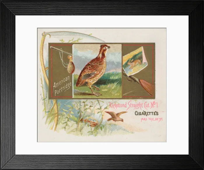 Framed Print : American Partridge, from the Game Birds series (N40) for Allen & Ginter Cigarettes Framed Print : American Partridge, from the Game Birds series (N40) for Allen & Ginter Cigarettes