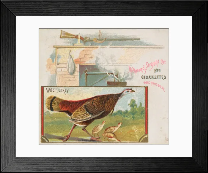 Framed Print : Wild Turkey, from the Game Birds series (N40) for Allen & Ginter Cigarettes, 1888-90 Framed Print : Wild Turkey, from the Game Birds series (N40) for Allen & Ginter Cigarettes, 1888-90