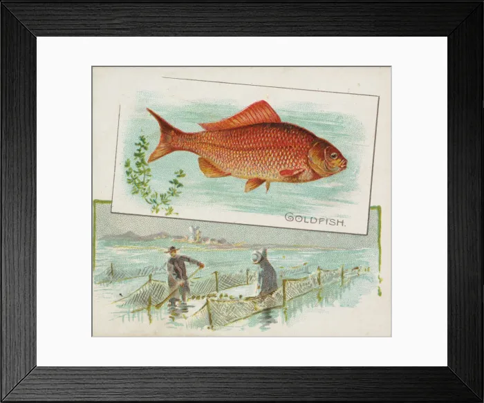 Framed Print : Goldfish, from Fish from American Waters series (N39) for Allen & Ginter Cigarettes Framed Print : Goldfish, from Fish from American Waters series (N39) for Allen & Ginter Cigarettes
