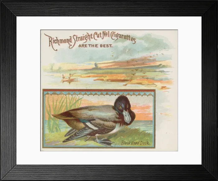 Framed Print : Black Head Duck, from the Game Birds series (N40) for Allen & Ginter Cigarettes Framed Print : Black Head Duck, from the Game Birds series (N40) for Allen & Ginter Cigarettes