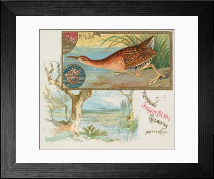 Framed Print : King Rail, from the Game Birds series (N40) for Allen & Ginter Cigarettes, 1888-90 Framed Print : King Rail, from the Game Birds series (N40) for Allen & Ginter Cigarettes, 1888-90