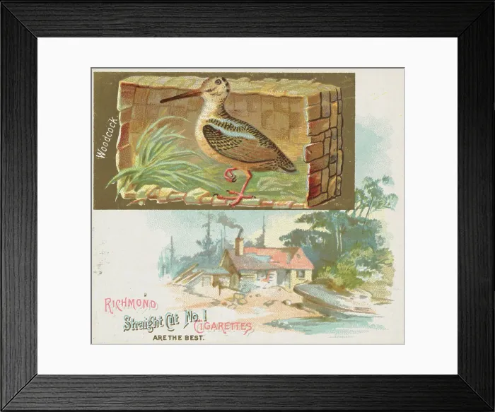 Framed Print : Woodcock, from the Game Birds series (N40) for Allen & Ginter Cigarettes, 1888-90 Framed Print : Woodcock, from the Game Birds series (N40) for Allen & Ginter Cigarettes, 1888-90