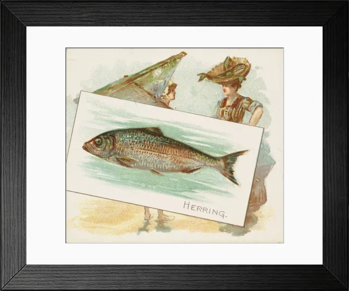 Framed Print : Herring, from Fish from American Waters series (N39) for Allen & Ginter Cigarettes Framed Print : Herring, from Fish from American Waters series (N39) for Allen & Ginter Cigarettes