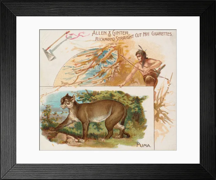 Framed Print : Puma, from Quadrupeds series (N41) for Allen & Ginter Cigarettes, 1890 Framed Print : Puma, from Quadrupeds series (N41) for Allen & Ginter Cigarettes, 1890