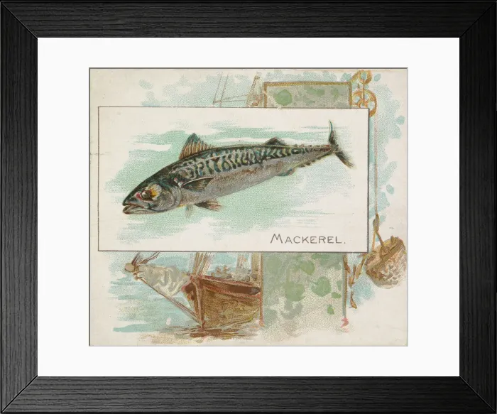 Framed Print : Mackerel, from Fish from American Waters series (N39) for Allen & Ginter Cigarettes Framed Print : Mackerel, from Fish from American Waters series (N39) for Allen & Ginter Cigarettes