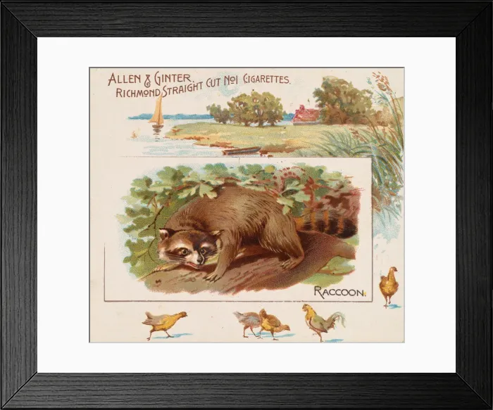 Framed Print : Raccoon, from Quadrupeds series (N41) for Allen & Ginter Cigarettes, 1890 Framed Print : Raccoon, from Quadrupeds series (N41) for Allen & Ginter Cigarettes, 1890