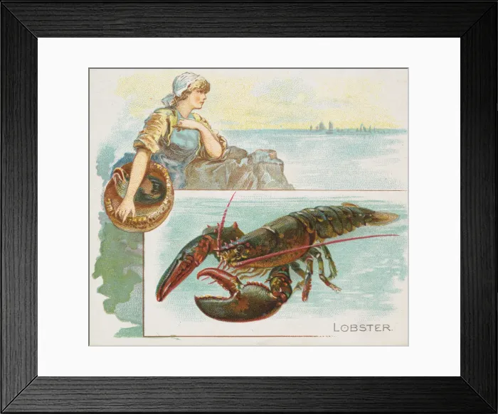 Framed Print : Lobster, from Fish from American Waters series (N39) for Allen & Ginter Cigarettes Framed Print : Lobster, from Fish from American Waters series (N39) for Allen & Ginter Cigarettes
