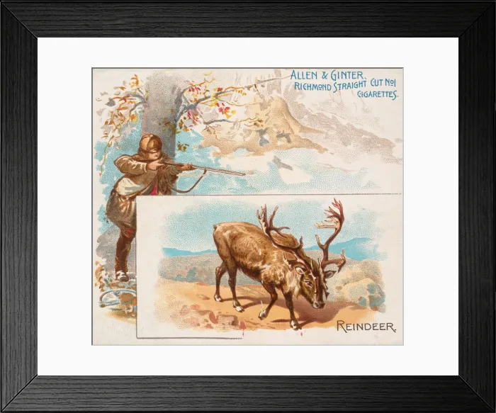 Framed Print : Reindeer, from Quadrupeds series (N41) for Allen & Ginter Cigarettes, 1890. 1890 Framed Print : Reindeer, from Quadrupeds series (N41) for Allen & Ginter Cigarettes, 1890. 1890