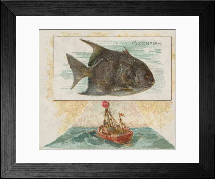 Framed Print : Moonfish, from Fish from American Waters series (N39) for Allen & Ginter Cigarettes Framed Print : Moonfish, from Fish from American Waters series (N39) for Allen & Ginter Cigarettes