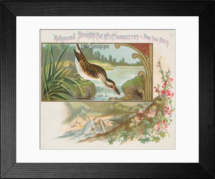 Framed Print : Little Sandpiper, from the Game Birds series (N40) for Allen & Ginter Cigarettes Framed Print : Little Sandpiper, from the Game Birds series (N40) for Allen & Ginter Cigarettes