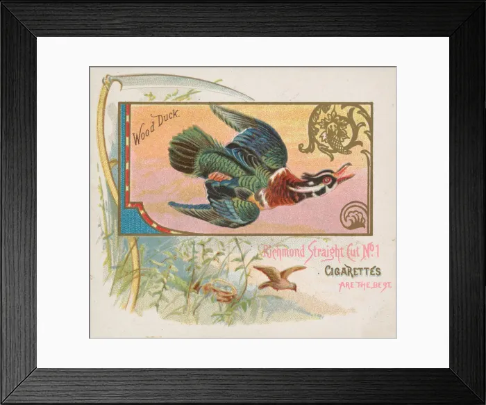 Framed Print : Wood Duck, from the Game Birds series (N40) for Allen & Ginter Cigarettes, 1888-90 Framed Print : Wood Duck, from the Game Birds series (N40) for Allen & Ginter Cigarettes, 1888-90