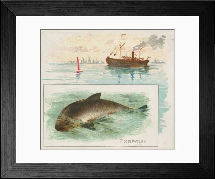 Framed Print : Porpoise, from Fish from American Waters series (N39) for Allen & Ginter Cigarettes Framed Print : Porpoise, from Fish from American Waters series (N39) for Allen & Ginter Cigarettes