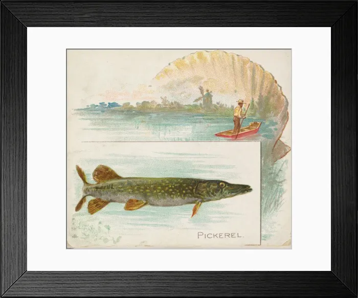 Framed Print : Pickerel, from Fish from American Waters series (N39) for Allen & Ginter Cigarettes Framed Print : Pickerel, from Fish from American Waters series (N39) for Allen & Ginter Cigarettes