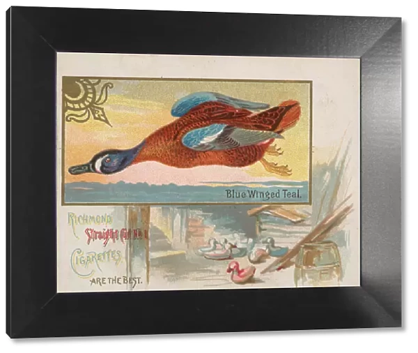 Blue Winged Teal, from the Game Birds series (N40) for Allen & Ginter Cigarettes