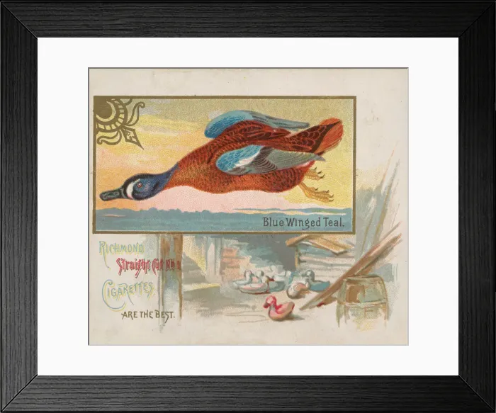 Framed Print : Blue Winged Teal, from the Game Birds series (N40) for Allen & Ginter Cigarettes Framed Print : Blue Winged Teal, from the Game Birds series (N40) for Allen & Ginter Cigarettes