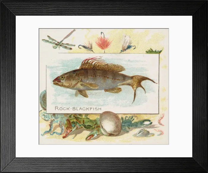 Framed Print : Rock Blackfish, from Fish from American Waters series (N39) for Allen & Framed Print : Rock Blackfish, from Fish from American Waters series (N39) for Allen &