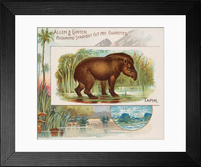 Framed Print : Tapir, from Quadrupeds series (N41) for Allen & Ginter Cigarettes, 1890 Framed Print : Tapir, from Quadrupeds series (N41) for Allen & Ginter Cigarettes, 1890