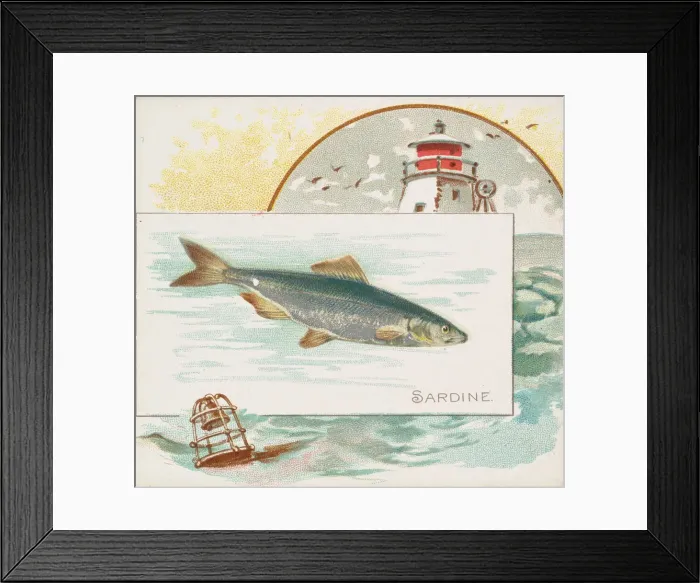 Framed Print : Sardine, from Fish from American Waters series (N39) for Allen & Ginter Cigarettes Framed Print : Sardine, from Fish from American Waters series (N39) for Allen & Ginter Cigarettes