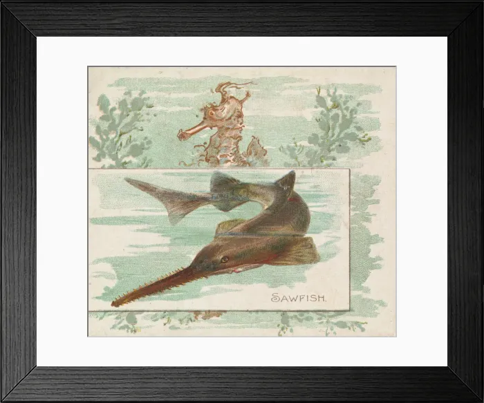 Framed Print : Sawfish, from Fish from American Waters series (N39) for Allen & Ginter Cigarettes Framed Print : Sawfish, from Fish from American Waters series (N39) for Allen & Ginter Cigarettes