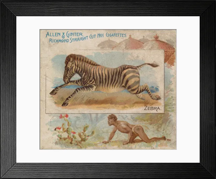 Framed Print : Zebra, from Quadrupeds series (N41) for Allen & Ginter Cigarettes, 1890 Framed Print : Zebra, from Quadrupeds series (N41) for Allen & Ginter Cigarettes, 1890